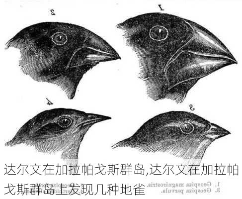 达尔文在加拉帕戈斯群岛,达尔文在加拉帕戈斯群岛上发现几种地雀