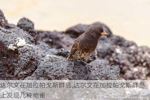达尔文在加拉帕戈斯群岛,达尔文在加拉帕戈斯群岛上发现几种地雀