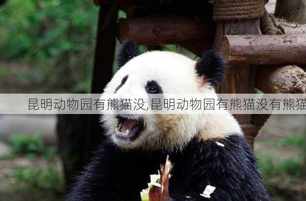 昆明动物园有熊猫没,昆明动物园有熊猫没有熊猫