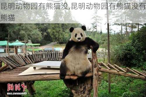 昆明动物园有熊猫没,昆明动物园有熊猫没有熊猫